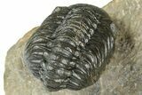 Multi-Toned Morocconites Trilobite Fossil With Austerops #354448-8